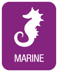 MARINE